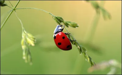 La coccinelle est une espèce menacée, malheureusement...