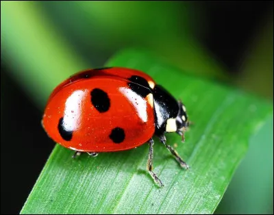 La coccinelle fait partie des coléoptères.