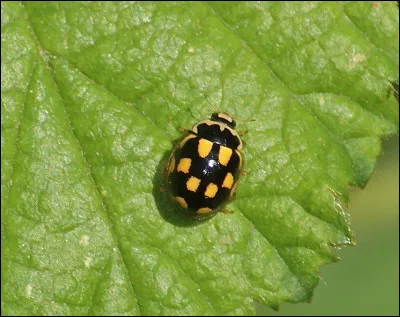La coccinelle fait partie de la famille des coccinellidés.