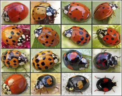Il existe environ 1000 espèces de coccinelles dans le monde.