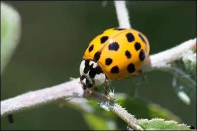 Les points sur la coccinelle peuvent être blancs, rouges, noirs ou jaunes.