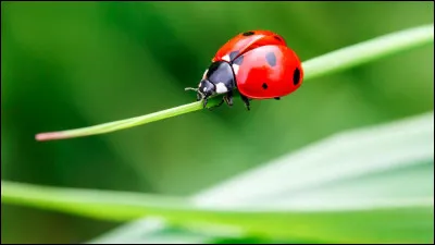 La coccinelle rouge à 7 points noirs est la plus fréquente.