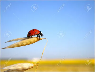 La coccinelle vit dans les jardins et dans les champs.