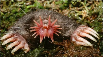 De gris il devint blanc !