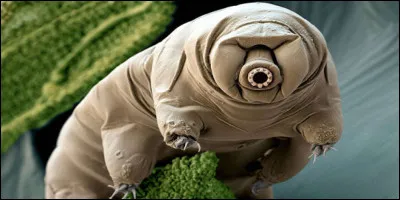 Grand il l'était, mais allongé il le fut !