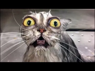 Vous trouverez si vous n'êtes pas ... bête !