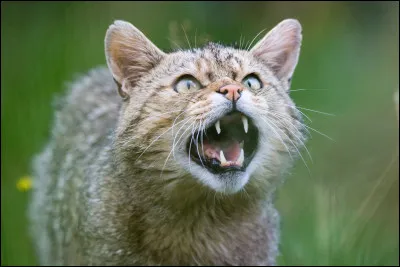 Ton clan se fait attaquer, que fais-tu ?