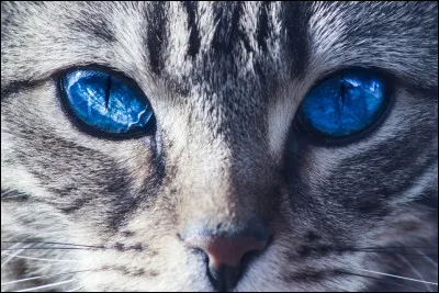 Quel personnage de LGDC aimerais-tu incarner ?