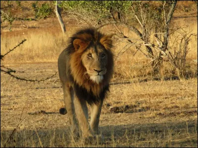 Le parc national de Kruger est l'une des plus grandes réserves animalières d'Afrique. Il couvre près de 20 000 km², ce qui équivaut à la superficie du Pays de Galles.

Dans quel pays africain se situe-t-il ?