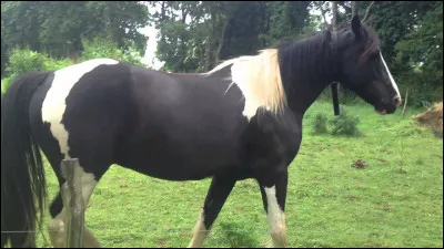 De quelle robe est ce cheval ?