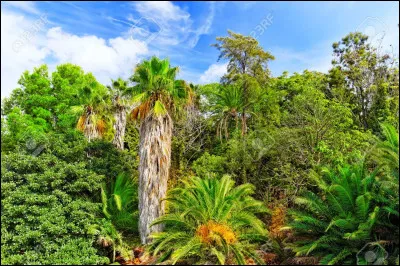 Je vis dans les jungles tropicales, je suis un excellent grimpeur, j'ai des bras longs et je mange des fruits. Qui suis je ?