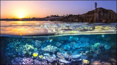 Je suis un animal marin avec une grande nageoire dorsale et une couleur vive, souvent trouvé dans les récifs coralliens. Qui suis-je ?