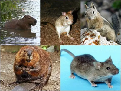 Je suis un petit rongeur, souvent gardé comme animal de compagnie. J'ai une queue longue et je suis connu(e) pour être très rapide. Qui suis-je ?