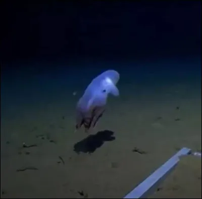 Quel est le surnom du grimpoteuthis ?