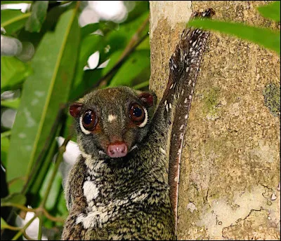 Combien p&egrave;se un sunda colugo ?