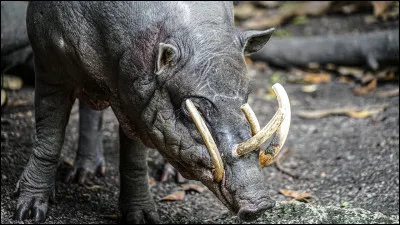 Le babiroussa surpeuple l'Afrique du Sud.