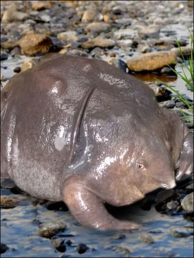 Quand a &eacute;t&eacute; d&eacute;couvert le nasikabatrachus sahyadrensis ?