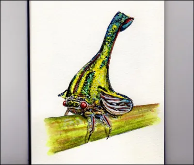 Parmi ces pays, lequel l�umbonia spinosa ne vit-il pas ?