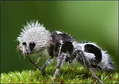 La fourmi panda, ou &laquo; fourmi de velours &raquo;, est aussi surnomm&eacute;e &laquo; la tueuse de vache &raquo; car sa piq&ucirc;re est tr&egrave;s douloureuse.