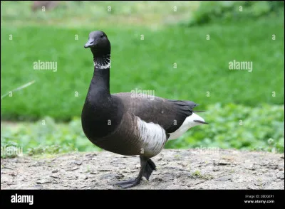 Sanseverino : Maigrir. (cette chanson est sortie en 2002).

Il veut maigrir à tout prix, devenir fin, élancé, rester dans les normes. À qui veut-il ressembler ?