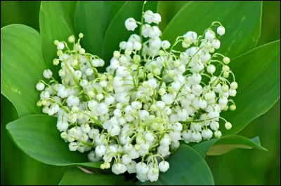 Ce mois est associé au muguet. De quel mois s'agit-il ?