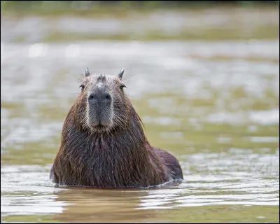 Le capybara est un mammifère.