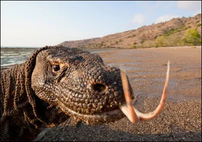 Voici un dragon de Komodo.