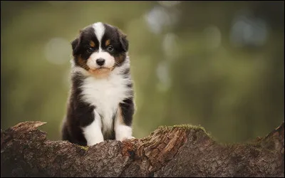 Le chien est un félin.
