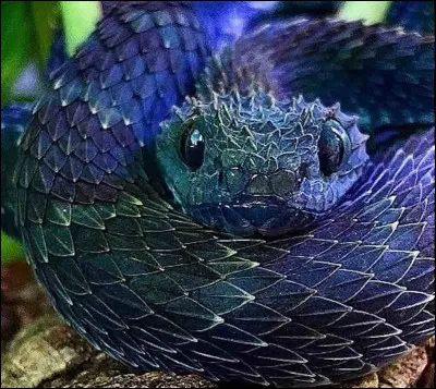 Laquelle de ces espèces de serpent est venimeuse ?