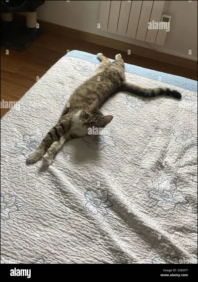 À quel chanteur faut-il attribuer le titre "Je tiens un tigre par la queue" ?