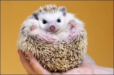 Animaux - Quel est le nom du petit du hérisson ?