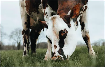 Langue étrangère - Comment dit-on une "vache" en espagnol ?