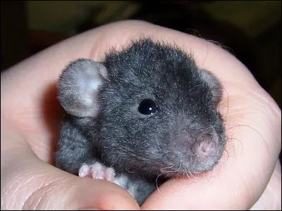 Quel est le nom du petit du rat ?