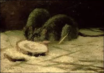 Quel peintre n&eacute;erlandais est l'auteur de ce tableau intitul&eacute; ''Deux rats'' ?