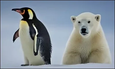 On peut voir des pingouins et des ours en Afrique du Sud.