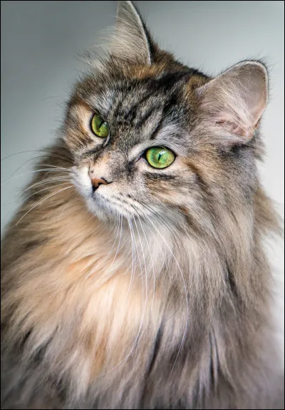 Quel est le pouvoir de Pelage de Lion ?