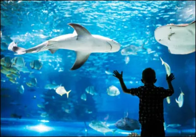 Quel célèbre aquarium se situe à Brest ?