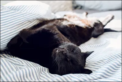 Tu te réveilles de bonne humeur un dimanche matin, tu vas :