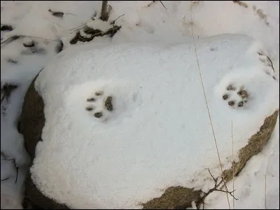 Quelle commune des Landes a 40260 comme code postal ?