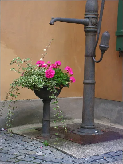 Le papillon dont la chenille vit sur les mauves et les liserons a pour nom...