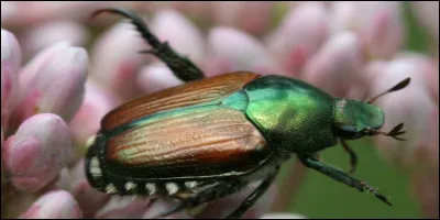 Le scarabée, porte-malheur ou porte-bonheur ?