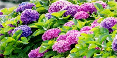 L'hortensia, porte-bonheur ou porte-malheur ?
