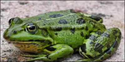 La grenouille, porte-bonheur ou porte-malheur ?