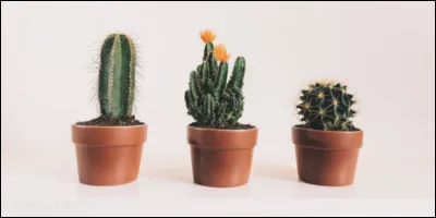 Le cactus, porte-malheur ou porte-bonheur ?