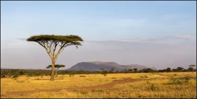 Quels pays se partagent la plaine de Serengeti, savane de plus de 60 000 km² ?