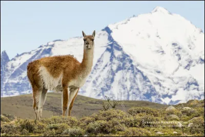 Lequel de ces pays n'a pas de frontière commune avec le Brésil ?