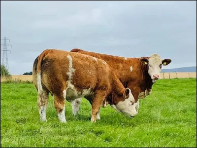 Son papa est un taureau de race...