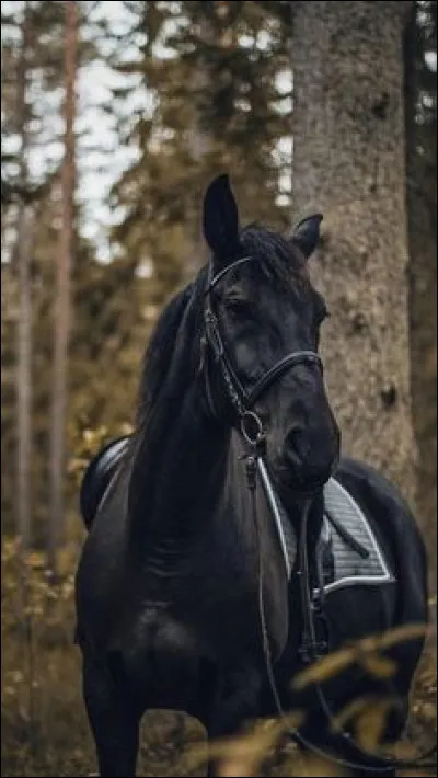 Aston a été sauvé d'un abattoir du Sud-Est avec sa mère.