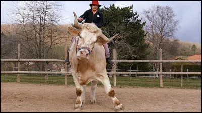 Sauts, balades, acrobaties il fait tout.