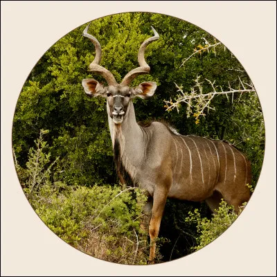 Quel nom porte une grande antilope africaine ?